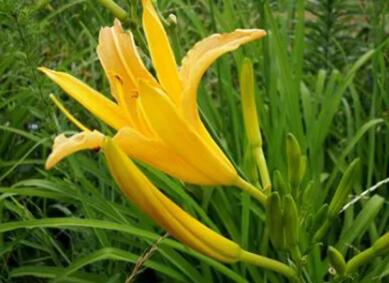 黃花菜檢測 黃花菜農藥殘留檢測報告